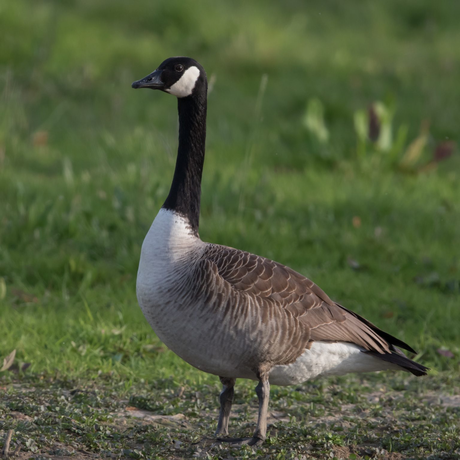 Die Kanadagans (Branta canadensis) SigmundSchuckert Gymnasium Nürnberg