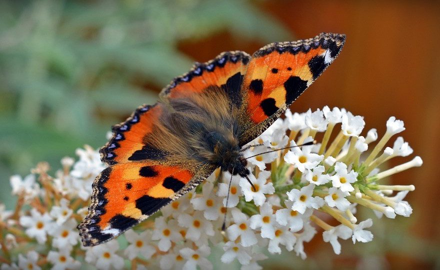 Nesselfalter (Aglais urticae) – Sigmund-Schuckert Gymnasium Nürnberg